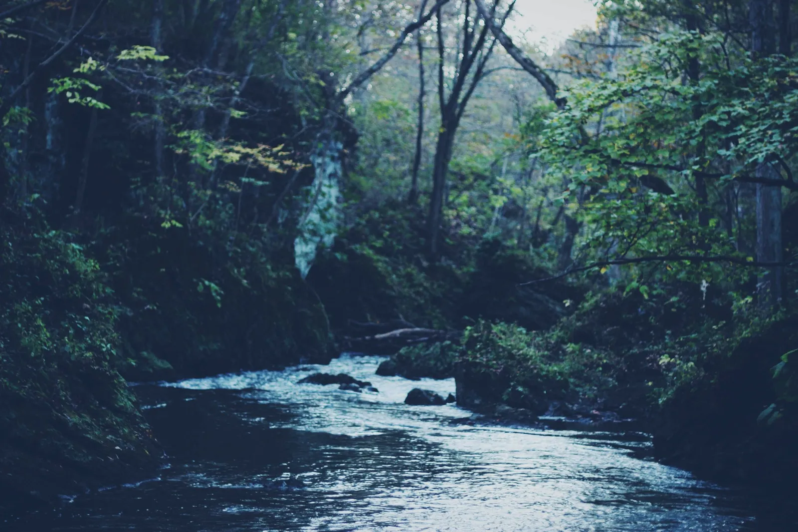 A river running through a dark green forest